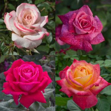 Rosiers Chanteurs Célèbres