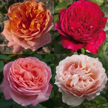 Collection 4 rosiers romantiques parfumés