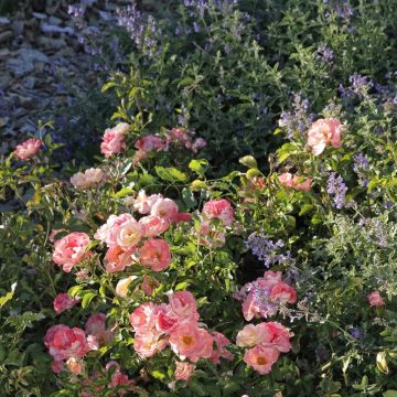 Duo tendresse Rosier Peach DRIFT ® Meiggili et Nepeta Six Hills Giant