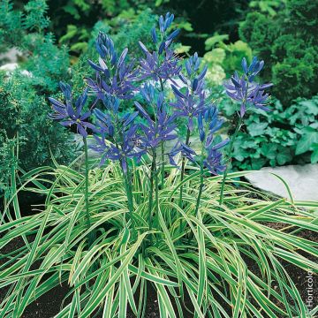 Camassia Blue Melody