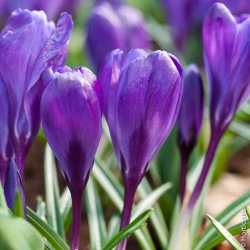 CROCO A GRANDI FIORI PURPUREA