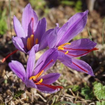 CROCUS SAFRAN