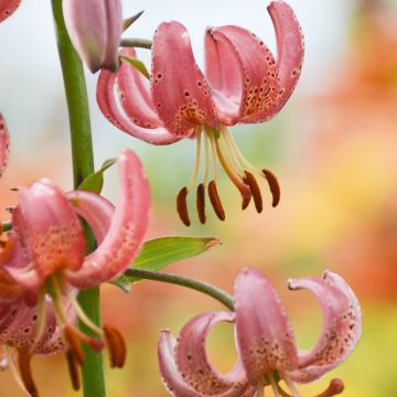 Lis martagon ou Lilium X martagon Manitoba Morning