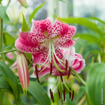 Giglio Speciosum Rubrum