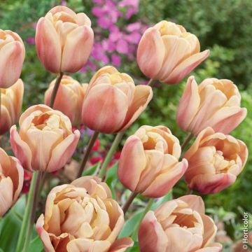 Tulipano doppio precoce Exotic Empereur