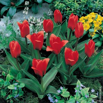 TULIPANO BOTANICO SHOWWINNER