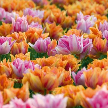 Tulipani doppi precoci in mix Art Nouveau