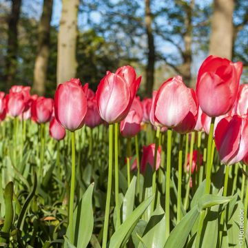 TULIPANI DARWIN VAN EYCK