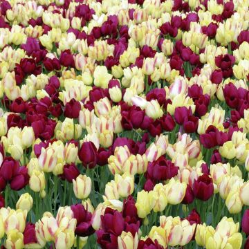 Tulipani Mix Pluriflori