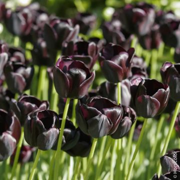 TULIPANO TARDIVO REINE DE LA NUIT