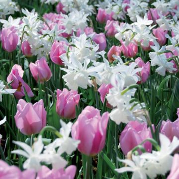 Assortiment Belle Île en Mer, narcisse et tulipe Meilland Richardier