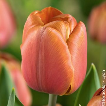 Tulipano tardivo d'Eva Luna ®