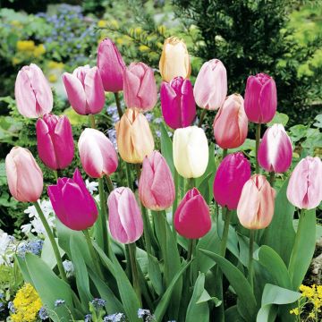 Tulipani trionfo pastello in mix