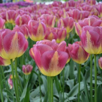Tulipani Tiomphe Boston