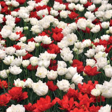 Assortiment de tulipes doubles hâtives St Pierre et Miquelon Meilland Richardier