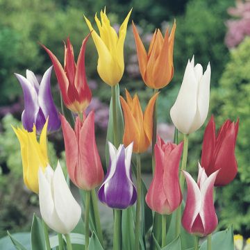 Tulipani fior di giglio in mix