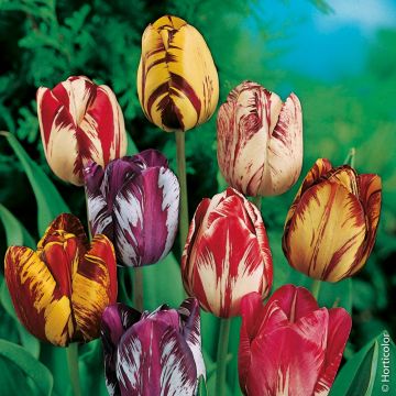 Tulipani Rembrandt in Mix