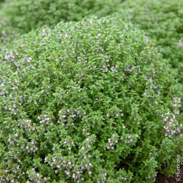 Thym officinal BIO pour potagers d'intérieur 