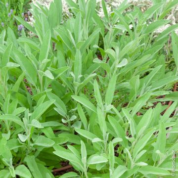 Sauge officinale