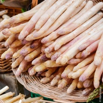 Asperge Argenteuil