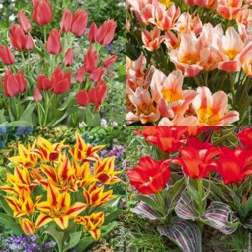 40 TULIPANI BOTANICI