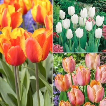 Collection de Tulipe hâtives