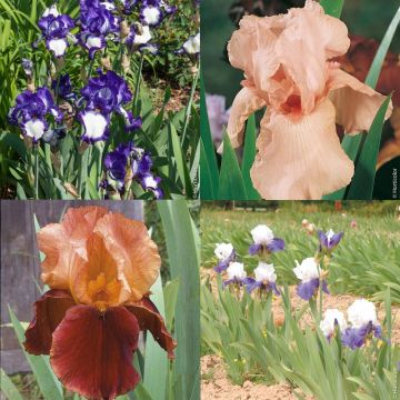 Collezione di 6 Iris a grandi fiori