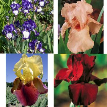 Confezione iris a grandi fiori