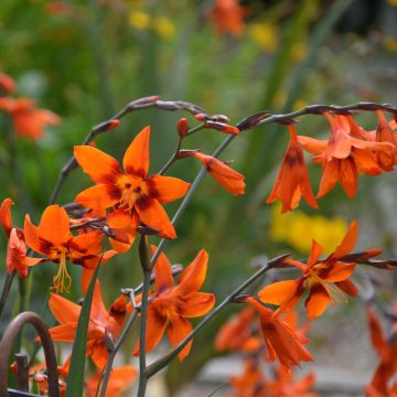 Crocosmia X ‘Emily McKenzie’