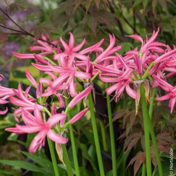 Nerines Bowdenii