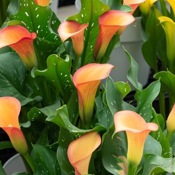 Calla Mango