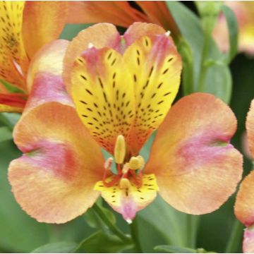 ALSTROEMERIA HENRI