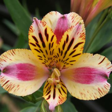 ALSTROEMERIA BASSA LOUISE