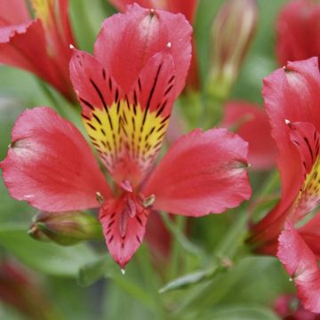 Alstroemeria Giglio del Perù Louis