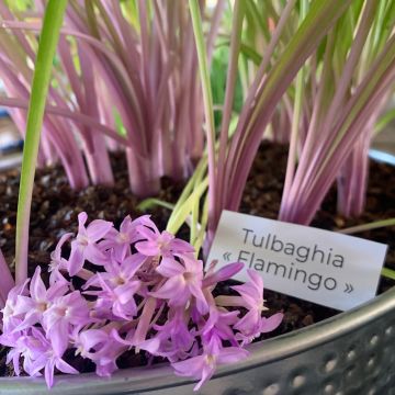 Tulbaghia violacea FLAMINGO ®