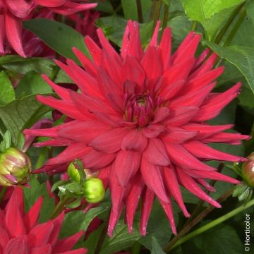 Dalia Rosso Cactus Nana Red Pigmy