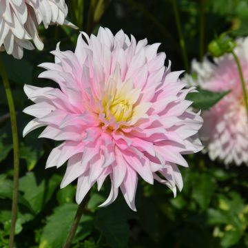 Dahlia nain double Divine