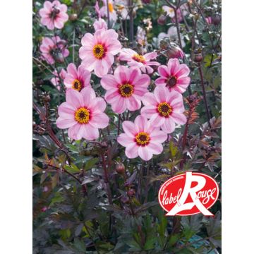 Dalia nana MYSTIC LADIES ® Candy Eyes