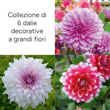 Collezione di 6 dalie decorative a grandi fiori