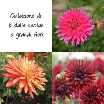 Collezione di 6 dalie cactus a grandi fiori