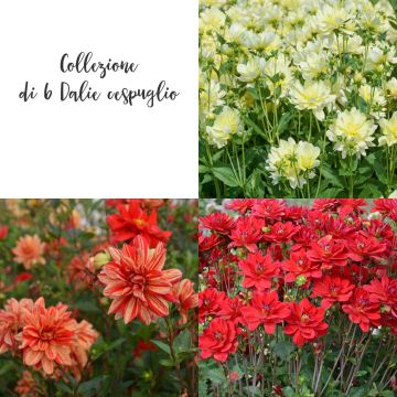 Collection de 6 Dahlias buissons