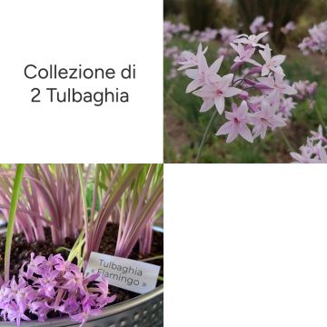 Collezione di 2 Tulbaghia assortite