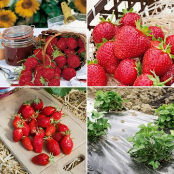 Collection de 60 fraisiers pour une Production Echelonnée