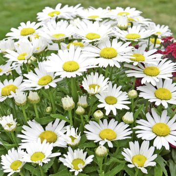 Marguerite (Leucanthemum Little Princess)