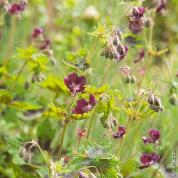 Géranium PHAEUM SAMOBOR