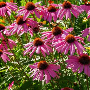 Rudbeckia Purpurea