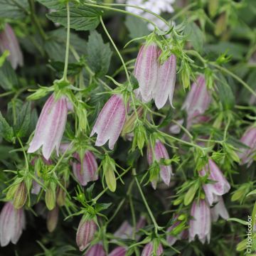 Campanule ‘Elizabeth’ rose ou Campanula takesimana