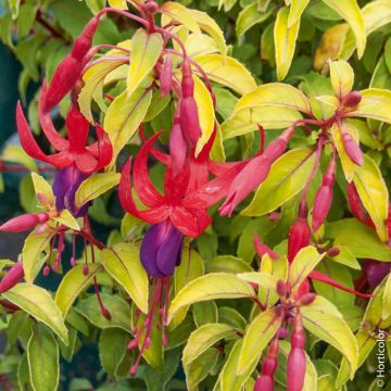 Fuchsia Genii