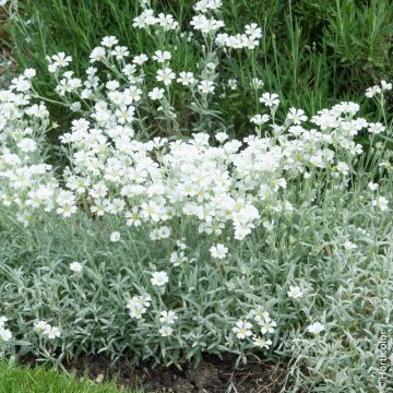 Cerastium tomentosum