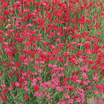 Oeillets à delta rouge